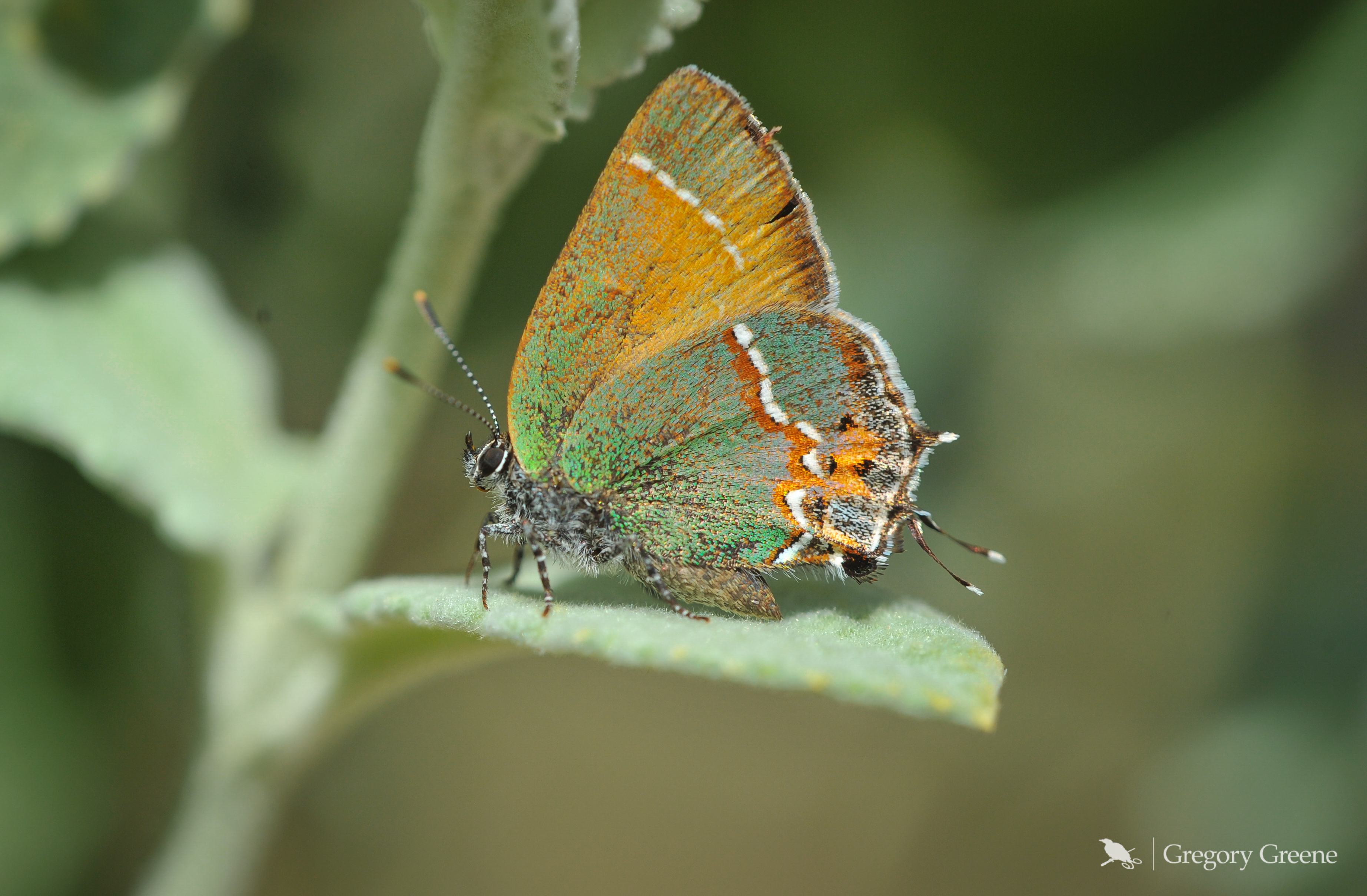 Butterflies of Tucson