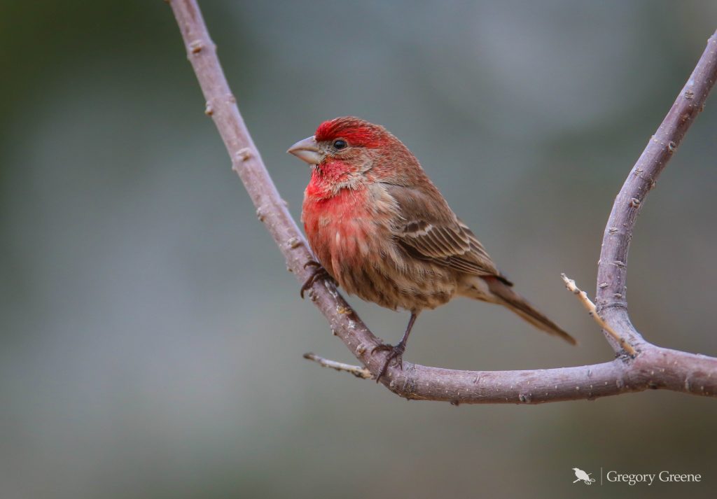 BIRDS OF HOME